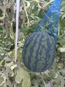 盛夏吃七瓜,夏日消暑七瓜盛宴