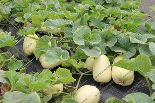 银科院吃瓜,揭秘校园吃瓜背后的故事