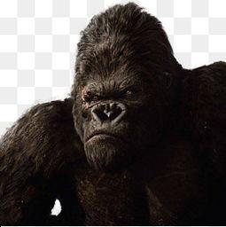 超级猩猩吃瓜头像高清,萌态可掬，趣味横生