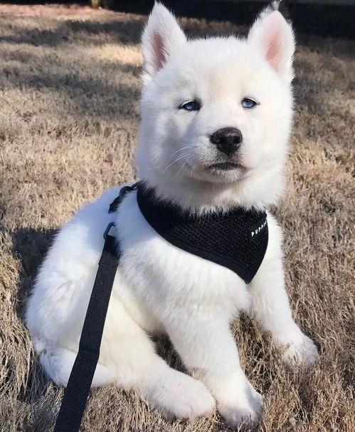 白狐吃瓜,揭秘神秘生物的趣味生活