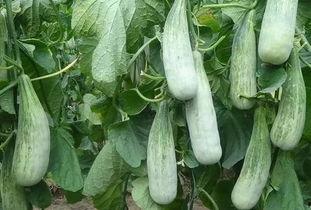 临沂最新的吃瓜,揭秘本地最新热点美食风云