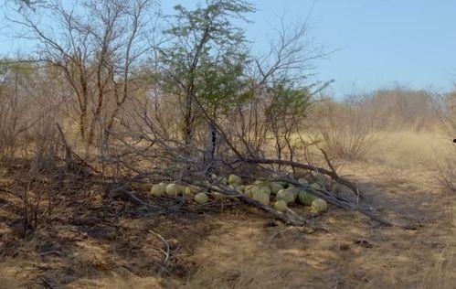 大型吃瓜现场小品,笑料百出的小品盛宴