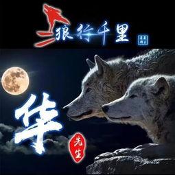 吃瓜狼鹈鹕之梦,探寻吃瓜狼与鹈鹕共筑梦境的奇幻之旅