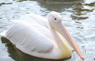 吃瓜狼鹈鹕之梦,探寻吃瓜狼与鹈鹕共筑梦境的奇幻之旅