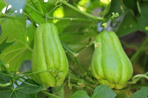 肝硬化吃佛手瓜什么功效,肝硬化患者食用佛手瓜的神奇功效揭秘