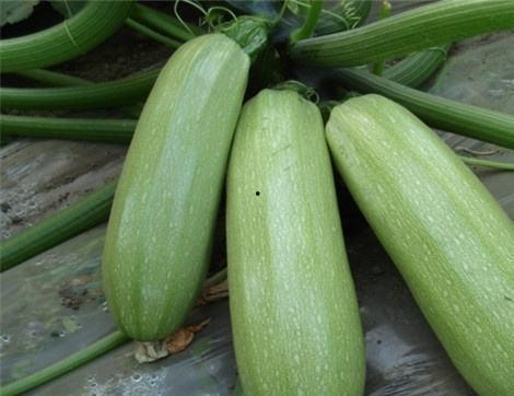 小白瓜吃有什么好处,营养丰富的健康佳品，吃出健康好生活