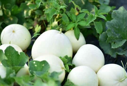 小白瓜吃有什么好处,营养丰富的健康佳品，吃出健康好生活