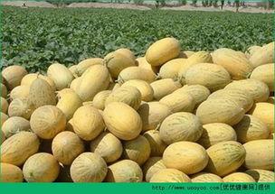 蛋蛋吃哈密瓜,蛋蛋的哈密瓜美食之旅