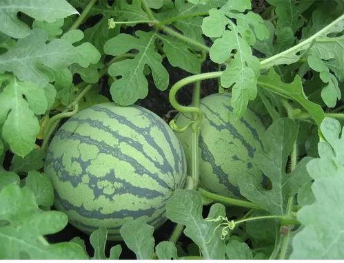 观花吃瓜,探寻春日里的美食与美景