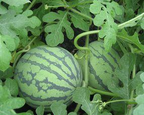 孕妇吃的蒸瓜,蒸瓜美味又健康