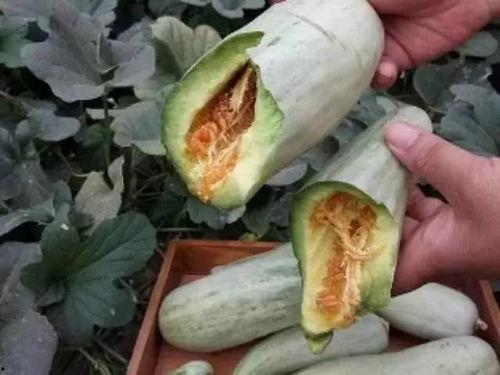 孕妇吃的蒸瓜,蒸瓜美味又健康