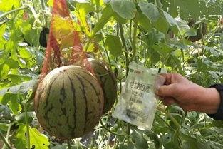 网销吃瓜,揭秘网络营销中的“瓜田”现象