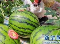 郫县吃瓜消息新闻,揭秘当地特色美食背后的故事