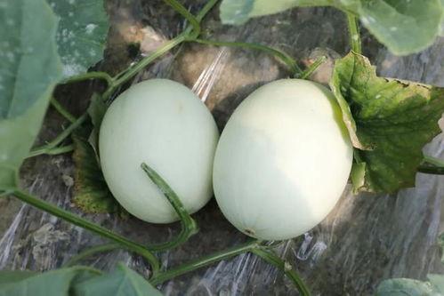 宫廷玉瓜怎么吃,解锁皇家美食的秘密