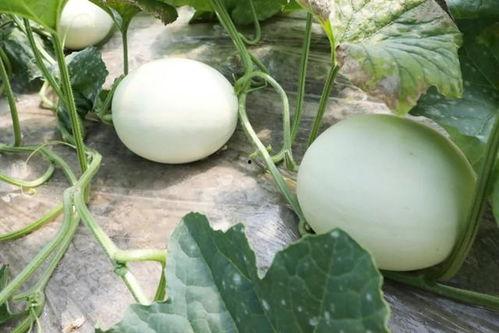 宫廷玉瓜怎么吃,解锁皇家美食的秘密