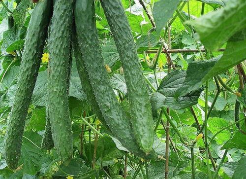 每日吃瓜会壁纸,壁纸里的娱乐圈风云