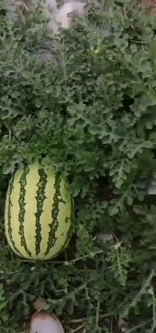 每日吃瓜会壁纸,壁纸里的娱乐圈风云