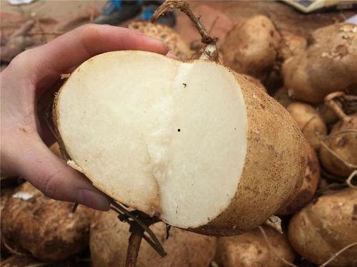 产妇吃土瓜,传统食材焕发新活力