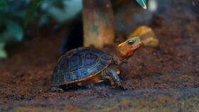 吃瓜龟,揭秘娱乐圈背后的那些事儿